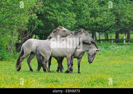 Tarpan (Equus Ferus Gmelini, Equus Gmelini), zurück durch die Kreuzung von verschiedenen Pferderassen Zucht Versuch der ausgestorbenen Wildpferd Unterarten. Stuten beißen einander, Deutschland Stockfoto