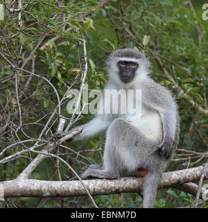 Grivet Affe, Savanna Affe, grünen Affen, Vervet Affen (grüne Aethiops), Frau sitzt auf einem Zweig, Südafrika, Kruger National Park Stockfoto