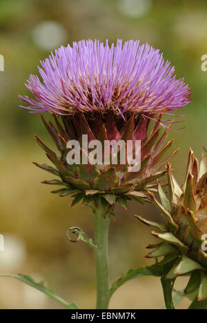 Artischocke (Cynara Scolymus), blühende Artischocke Stockfoto