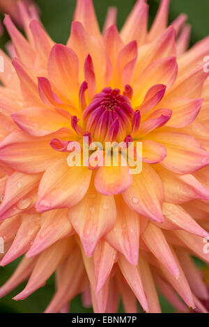 Georgina (Dahlia spec.), semi-Cactus-Dahlie Stockfoto