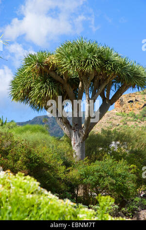 Reißen Sie, Drachenblut, Draegon Baum, Kanarischen Drachenbaum, Drago (Dracaena Draco), Kanarische Inseln, Gran Canaria Stockfoto