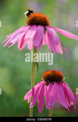 östlichen blühenden Sonnenhut (Echinacea Purpurea), Stockfoto