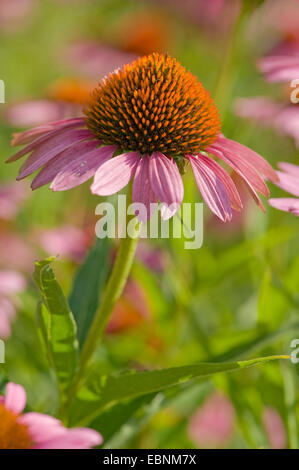 östlichen Sonnenhut (Echinacea Purpurea), Blütenstand, Seitenansicht Stockfoto