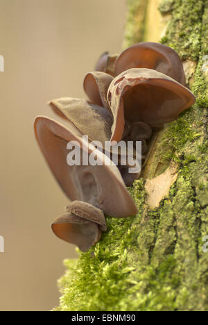 Gelee-Ohr (Auricularia Auricula-Judae, Hirneola Auricula-Judae), Fruchtkörper auf Baumstamm, Deutschland Stockfoto