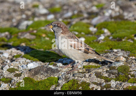 Haussperling (Passer Domesticus), männliche Häutung, Deutschland, Bayern, See Chiemsee Stockfoto