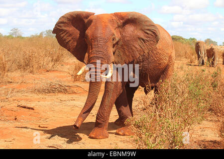 Afrikanischer Elefant (Loxodonta Africana), Stier Elefant, Kenia, Tsavo East National Park Stockfoto