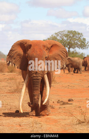 Afrikanischer Elefant (Loxodonta Africana), alten und starken Stier Elefant, Kenia, Tsavo East National Park Stockfoto