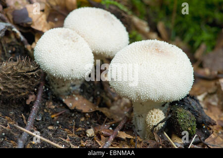 Stößel Puffball (Calvatia Excipuliformis, Calvatia Saccata), drei Fruchtkörper auf Waldboden, Deutschland Stockfoto