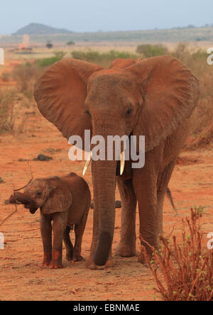 Afrikanischer Elefant (Loxodonta Africana), Frau mit Baby, Kenia, Tsavo East National Park Stockfoto