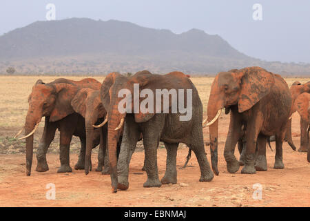 Afrikanischer Elefant (Loxodonta Africana), Herde von Elefanten, Kenia, Tsavo East National Park Stockfoto