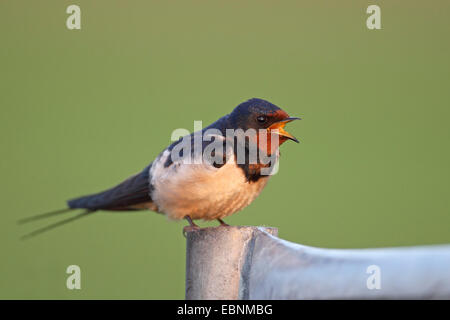 Rauchschwalbe (Hirundo Rustica), sitzt auf einem Zaun Pfosten und mit der Aufforderung, Niederlande, Flevoland Stockfoto