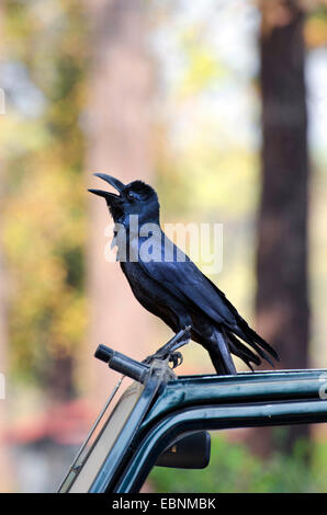 Indischen Dschungel Krähe (Corvus Culminatus), auf ein Auto zu sitzen und mit der Aufforderung, Indien, Madhya Pradesh Stockfoto