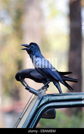 Indischen Dschungel Krähe (Corvus Culminatus), zwei neugierige Dschungel Krähen sitzen auf dem Dach eines Autos, Indien, Madhya Pradesh Stockfoto