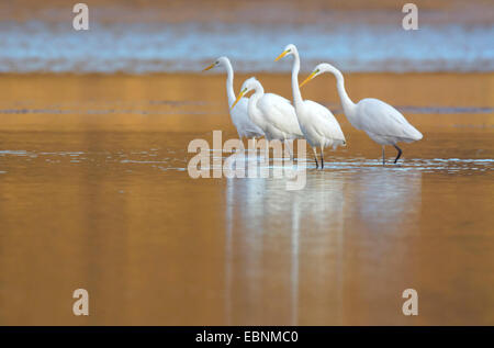 Silberreiher, Silberreiher (Egretta Alba, Casmerodius Albus, Ardea Alba), vier Silberreiher stehen im flachen Wasser, Deutschland, Rheinland-Pfalz, Westerwaelder Seenplatte, Dreifelden Stockfoto