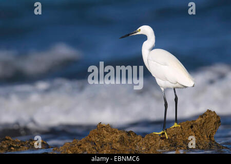 Seidenreiher (Egretta Garzetta), stehend auf Arock am Meer, Spanien, Balearen, Mallorca Stockfoto