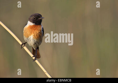 Gemeinsamen Schwarzkehlchen (Saxicola Torquata), männliche auf einem Grashalm, Österreich, Burgenland, Neusiedler See-Nationalpark Stockfoto