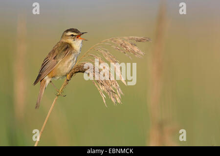 Schilfrohrsänger (Acrocephalus Schoenobaenus), sitzen auf Reed singt, Ungarn, Hortobagy, Nagyivan Stockfoto