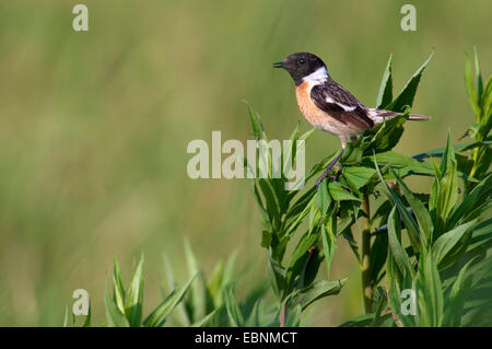 Gemeinsamen Schwarzkehlchen (Saxicola Torquata), männliche, Nationalpark Neusiedler See, Burgenland, Österreich Stockfoto