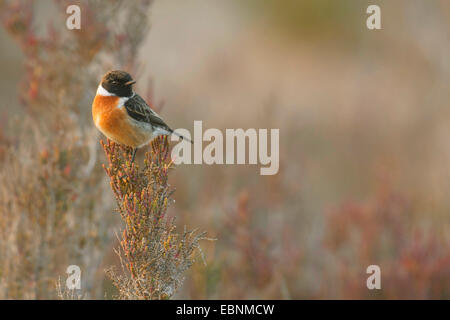 Gemeinsamen Schwarzkehlchen (Saxicola Torquata), männliche auf einen Blütenstand, Spanien, Balearen, Mallorca Stockfoto