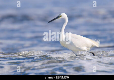 Seidenreiher (Egretta Garzetta), waten durch Wasser, Spanien, Balearen, Mallorca Stockfoto