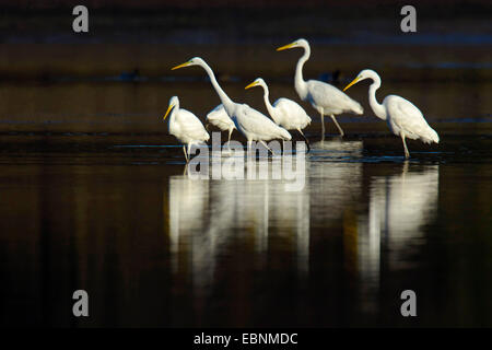 Silberreiher, Silberreiher (Egretta Alba, Casmerodius Albus, Ardea Alba), Silberreiher stehen im flachen Wasser, Deutschland, Rheinland-Pfalz, Westerwaelder Seenplatte, Dreifelden Stockfoto