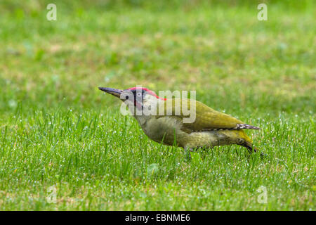 Grünspecht (Picus Viridis), auf der Suche nach Ameisen auf einer Wiese nass Tautropfen, Vogel des Jahres 2014, Deutschland, Bayern, Isental Stockfoto