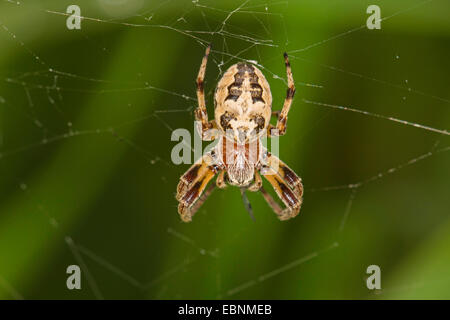 Furche Orbweaver (Larinioides Cornutus, Araneus Cornutus), in seiner Web, Deutschland, Bayern Stockfoto