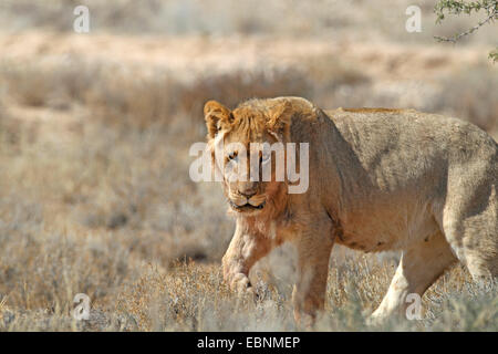 Löwe (Panthera Leo), junger Mann in einer Halbwüste, Südafrika, Kgalagadi Transfrontier National Park Stockfoto