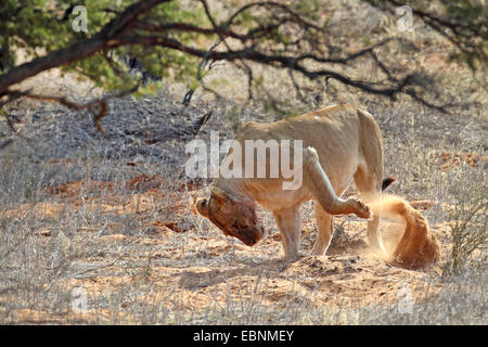 Löwe (Panthera Leo), weibliche gräbt im Sand mit der Vorderpfote, Südafrika Kgalagadi Transfrontier National Park Stockfoto