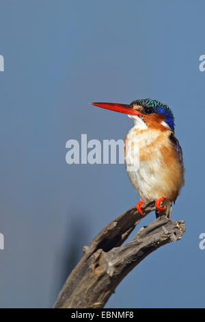 Malachit-Eisvogel (Alcedo Cristata), sitzt auf einem abgestorbenen Baum, front View, Südafrika, Pilanesberg National Park Stockfoto