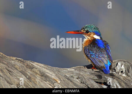 Malachit-Eisvogel (Alcedo Cristata), sitzt auf einem Ast, Südafrika, Pilanesberg National Park Stockfoto