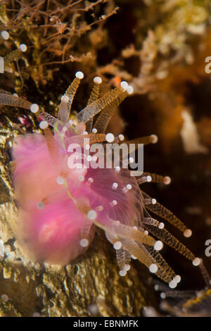 Grünes Juwel Anemone (Corynactis Viridis), einzelne Anemone, Seitenansicht Stockfoto