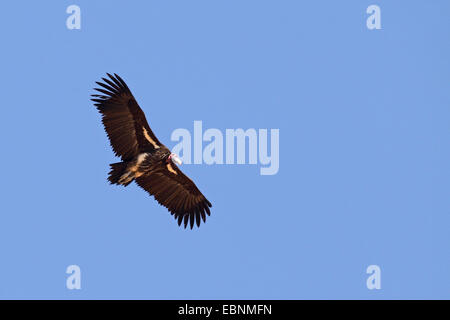 Ohrengeier-faced Vulture (Aegypius Tracheliotus, Torgos Tracheliotus), Erwachsenen Vogel fliegen, Südafrika Kgalagadi Transfrontier National Park Stockfoto