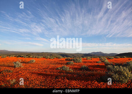 Namaqualand Daisy, Kap-Ringelblume (Dimorphotheca Sinuata), großflächig mit blühenden Namaqualand Gänseblümchen am Abend Licht, Südafrika, Namaqua Nationalpark Stockfoto