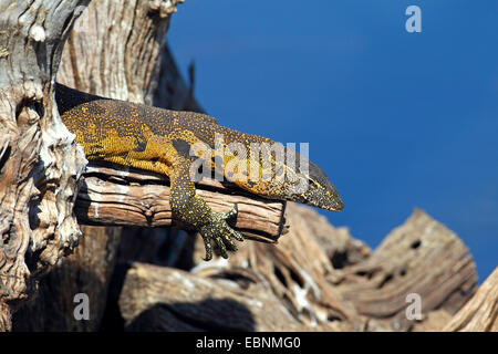 Nilwaran (Varanus Niloticus), Monitor liegt auf einem abgestorbenen Baum, Porträt von Kopf, Südafrika, Pilanesberg National Park Stockfoto