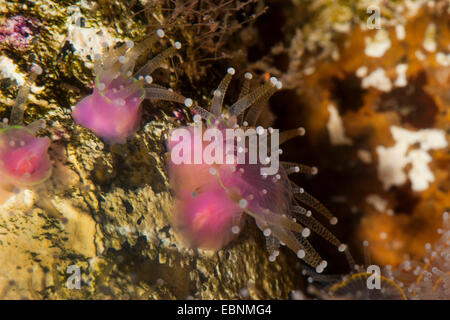 Grünes Juwel Anemone (Corynactis Viridis), drei Anemonen von oben Stockfoto