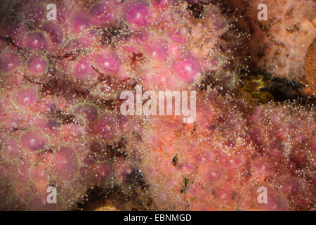 Grünes Juwel Anemone (Corynactis Viridis), Kolonie von oben Stockfoto