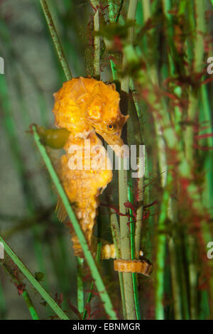 Kurz-snouted Seepferdchen, kurze snouted Seepferdchen (Hippocampus Hippocampus), eine Wasserpflanze festhalten Stockfoto