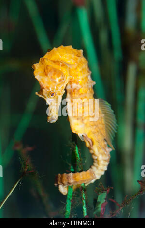 Kurz-snouted Seepferdchen, kurze snouted Seepferdchen (Hippocampus Hippocampus), eine Wasserpflanze festhalten Stockfoto