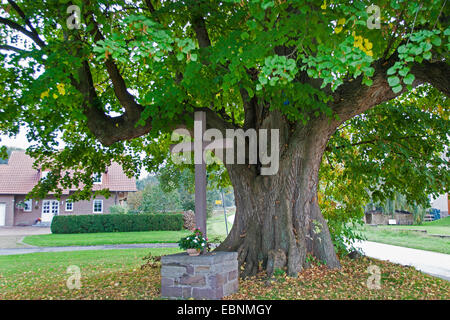 Linde, Linde, Linde (Tilia spec.), 350 Jahre alten Linde, Teich-Linde in Herstelle in North Rhine-Westphalia, Herstelle, North Rhine-Westphalia, Deutschland Stockfoto