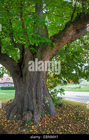 Linde, Linde, Linde (Tilia spec.), 350 Jahre alten Linde, Teich-Linde in Herstelle in North Rhine-Westphalia, Herstelle, North Rhine-Westphalia, Deutschland Stockfoto