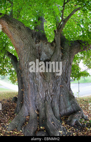 Linde, Linde, Linde (Tilia spec.), 350 Jahre alten Linde, Teich-Linde in Herstelle in North Rhine-Westphalia, Herstelle, North Rhine-Westphalia, Deutschland Stockfoto