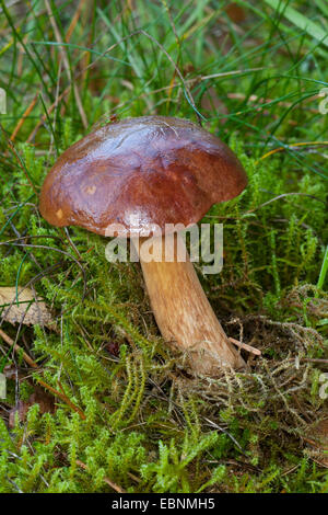 Bay Bolete (Boletus Badius, Xerocomus Badius), single-Bay Bolete in Moos auf Waldboden, Deutschland Stockfoto