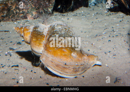 alten Wellhornschnecke, alten Neptun, gemeinsamen Spindel Schnecke, Neptun Schnecke, rote Wellhornschnecke, Buckie (Fusus Antiqua, Neptunea Antiqua), auf dem Boden Stockfoto