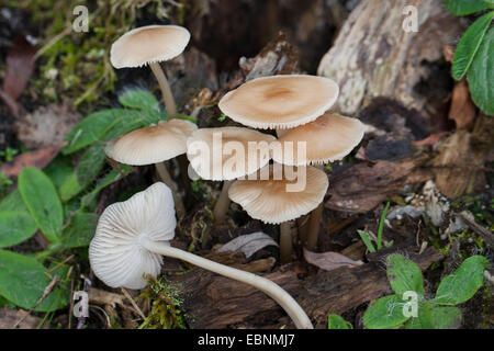 Gemeinsamen Motorhaube, Toque Mycena, Rosy-Gill Fee Helm (Mycena Galericulata), mehrere gemeinsame Motorhaube auf Waldboden Stockfoto