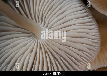 Gemeinsamen Motorhaube, Toque Mycena, Rosy-Gill Fee Helm (Mycena Galericulata), Unterseite des gemeinsamen Motorhaube Stockfoto