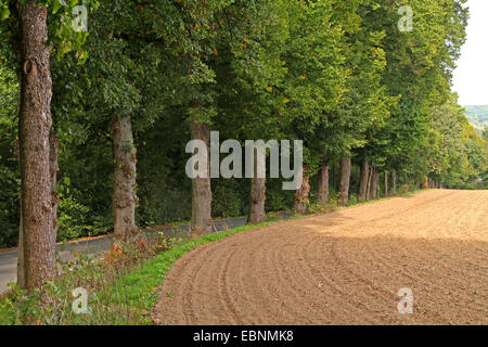 Linde, Linde, Linde (Tilia spec.), Gasse am Rande eines Feldes, Deutschland Stockfoto