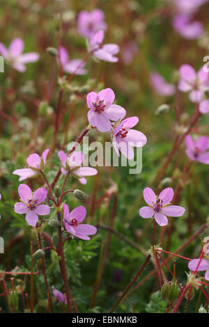 gemeinsamen Stork es-Bill, rote Stängel Filaree, Pin Klee (Erodium Cicutarium), blühen, Deutschland Stockfoto