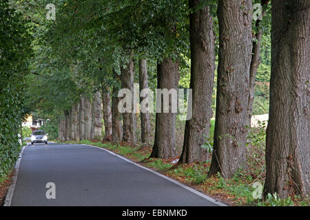 Linde, Linde, Linde (Tilia spec.), Lindenallee, Deutschland Stockfoto