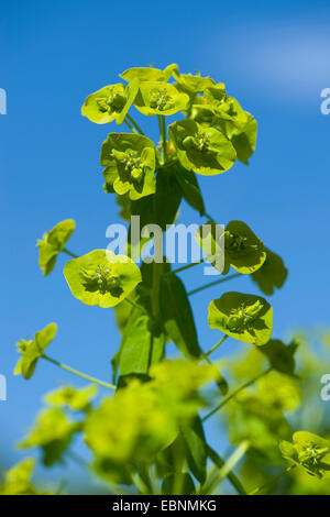 Wolfsmilch (Euphorbia Dulcis), Blütenstand, Deutschland Stockfoto